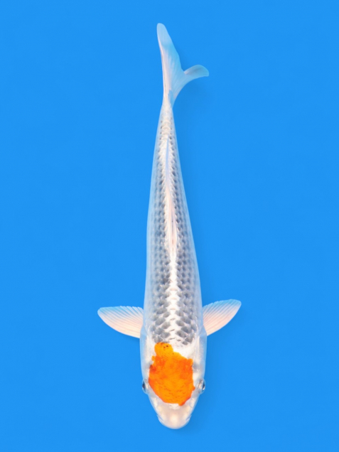 丹頂孔雀黄金32cm