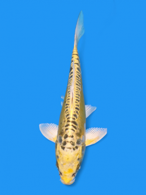 イエロードラゴン18cm