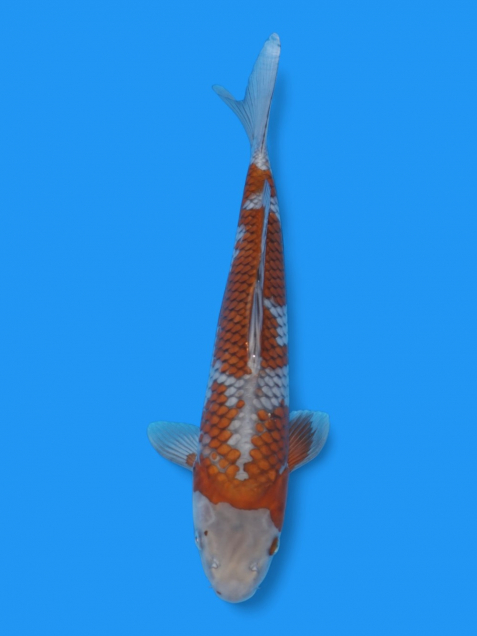 落ち葉しぐれ34cm