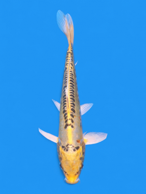 イエロードラゴン21cm