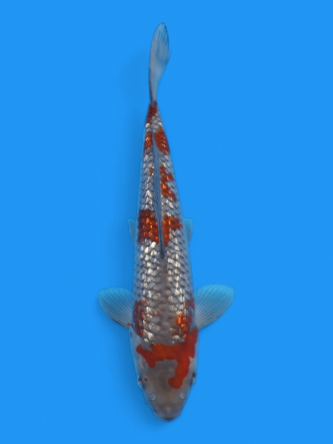 銀鱗落葉しぐれ27cm