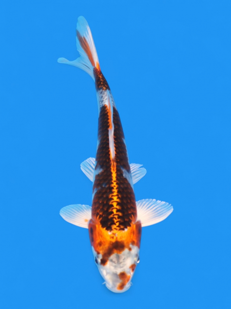 錦鯉販売・通販 新潟 山古志 | 綾 Koiファーム | AYA KOI FARM （旧