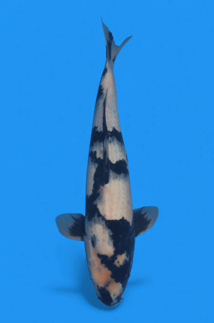 �ڰ�������ۡ�ʿ߷�ܸ�컺����̤ꣴ��cm