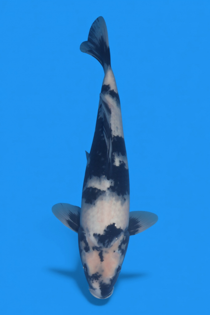 �ڰ�������ۡ�ʿ߷�ܸ�컺����̤ꣴ��cm