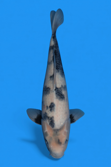 �ڰ�������ۡ�ʿ߷�ܸ�컺����̤ꣴ��cm