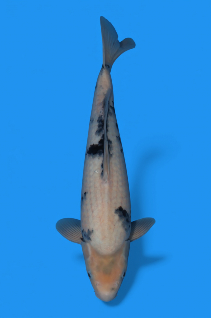 �ڰ�������ۡ�ʿ߷�ܸ�컺����̤ꣴ��cm