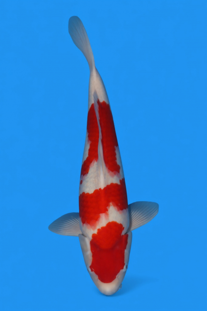 �ڰ�������ۡ�ʿ߷�ܸ�컺�۹��򣴣�cm