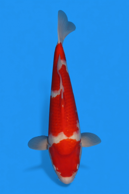 �ڰ�������ۡ�ʿ߷�ܸ�컺�۹��򣴣�cm