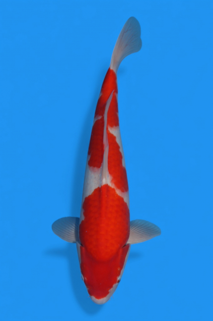 �ڰ�������ۡ�ʿ߷�ܸ�컺�۹��򣴣�cm