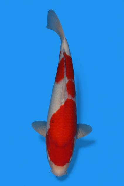 �ڰ�������ۡ�ʿ߷�ܸ�컺�۹��򣵣�cm