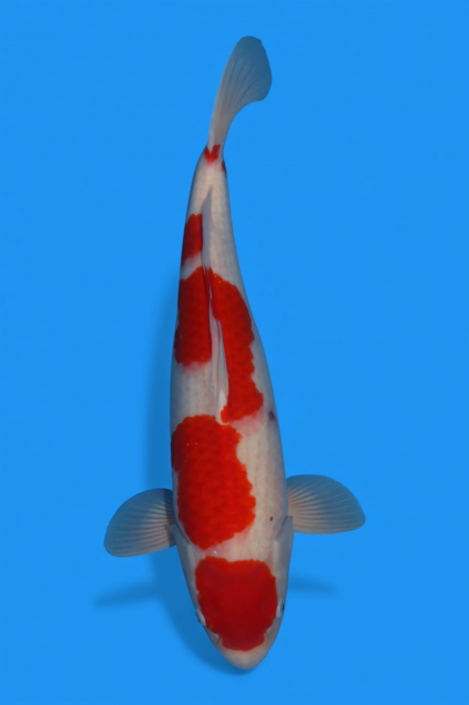 �ڰ�������ۡ�ʿ߷�ܸ�컺�۹��򣴣�cm