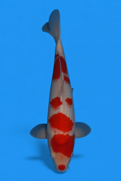 �ڰ�������ۡ�ʿ߷�ܸ�컺�۹��򣴣�cm