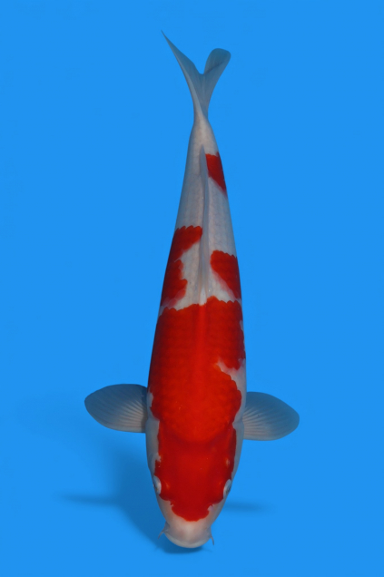 �ڰ�������ۡ�ʿ߷�ܸ�컺�۹��򣴣�cm