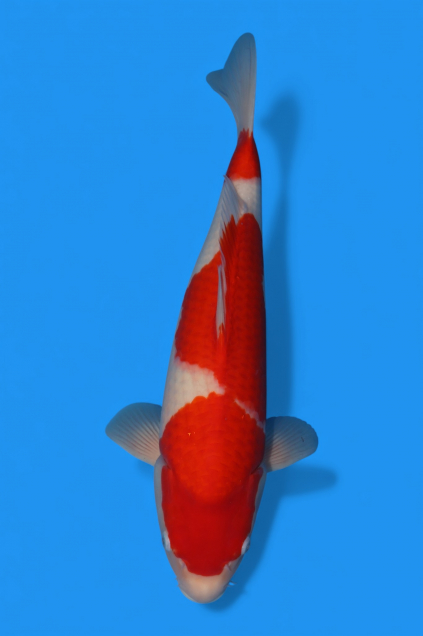 �ڰ�������ۡ�ʿ߷�ܸ�컺�۹��򣴣�cm