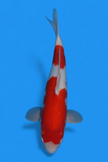 �ڰ�������ۡ�ʿ߷�ܸ�컺�۹��򣵣�cm