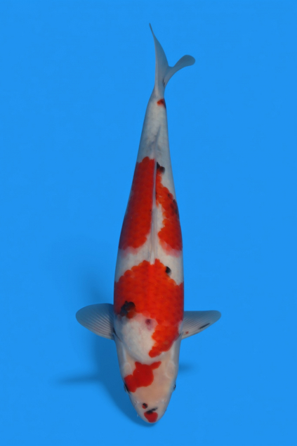 �ڰ�������ۡ�ʿ߷�ܸ�컺�۾��£���cm