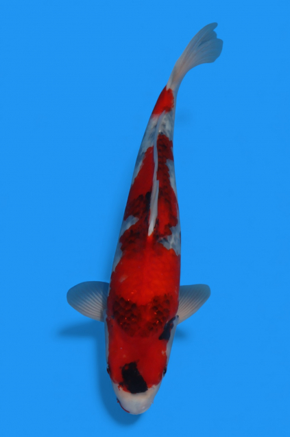 �ڰ�������ۡ�ʿ߷�ܸ�컺�۾��£���cm