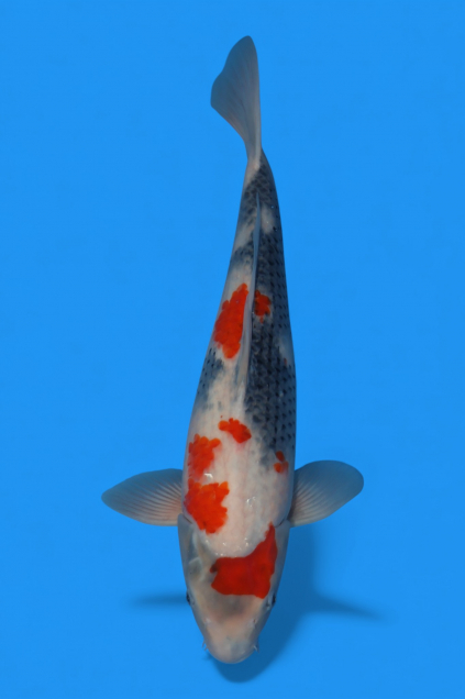 �ڰ�������ۡ�ʿ߷�ܸ�컺�۾��£���cm