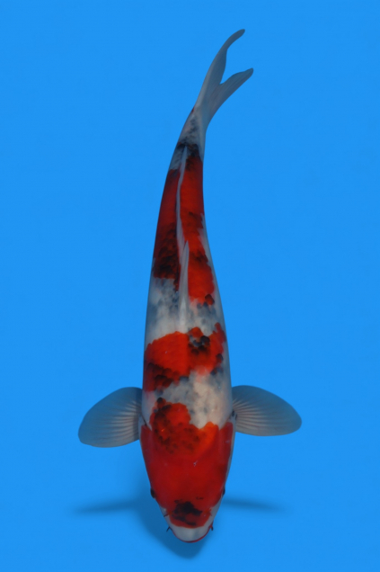 �ڰ�������ۡ�ʿ߷�ܸ�컺�۾��£���cm