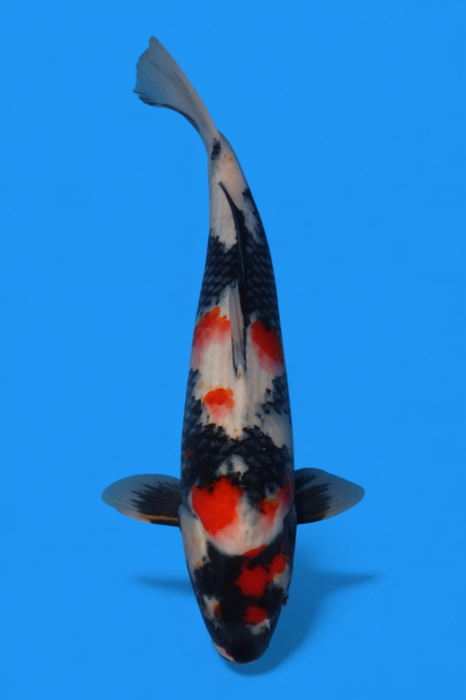 �ڰ�������ۡ�ʿ߷�ܸ�컺�۾��£���cm