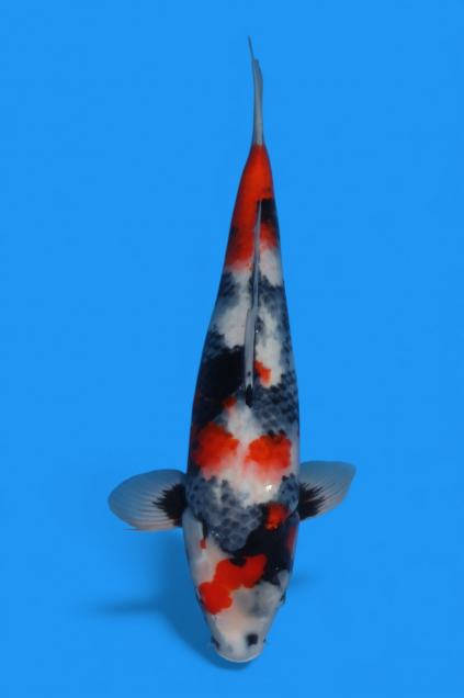 �ڰ�������ۡ�ʿ߷�ܸ�컺�۾��£���cm