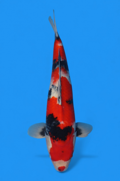 �ڰ�������ۡ�ʿ߷�ܸ�컺�۾��£���cm