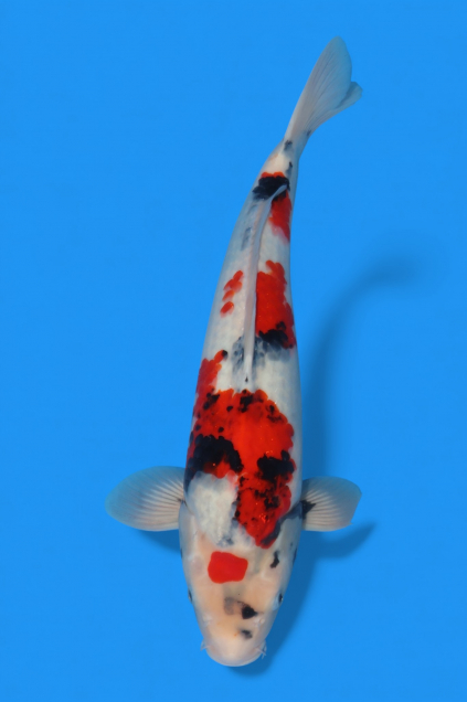 �ڰ�������ۡ�ʿ߷�ܸ�컺�۾��£���cm