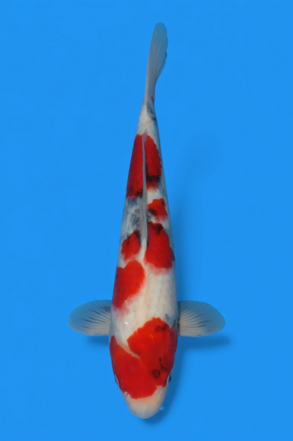 �ڰ�������ۡ�ʿ߷�ܸ�컺�۾��£���cm