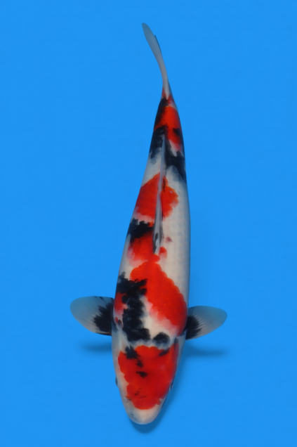 �ڰ�������ۡ�ʿ߷�ܸ�컺�۾��£���cm