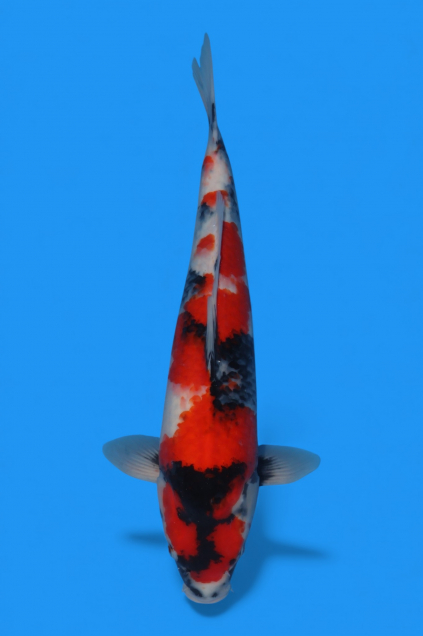 �ڰ�������ۡ�ʿ߷�ܸ�컺�۾��£���cm