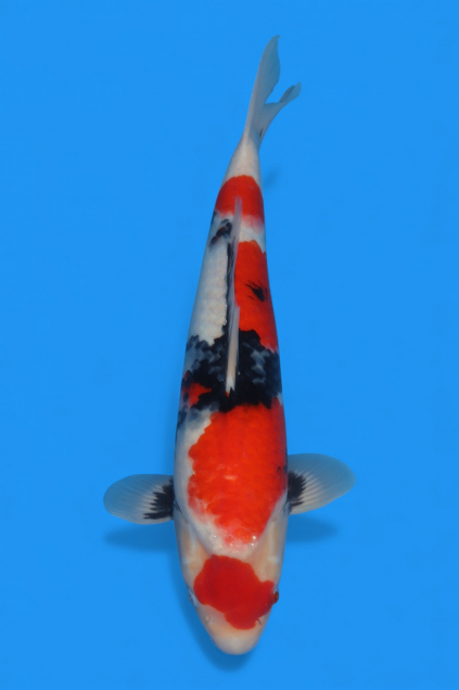 �ڰ�������ۡ�ʿ߷�ܸ�컺�۾��£���cm