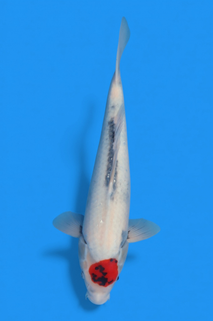 �ڰ�������ۡ�ʿ߷�ܸ�컺��ðĺ���£���cm