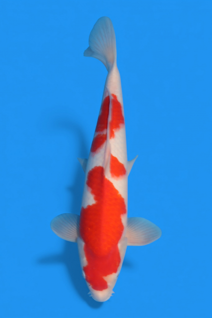 �ڰ�������ۡ�ʿ߷�ܸ�컺�۹��򣴣�cm