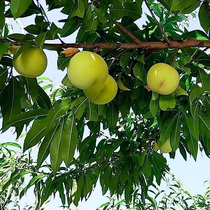 nanatubosi　川中島白桃　５キロ　クール便 楽天市場】川中島白桃 予約 選べる3kg箱・5kg箱 長野産 糖度と食