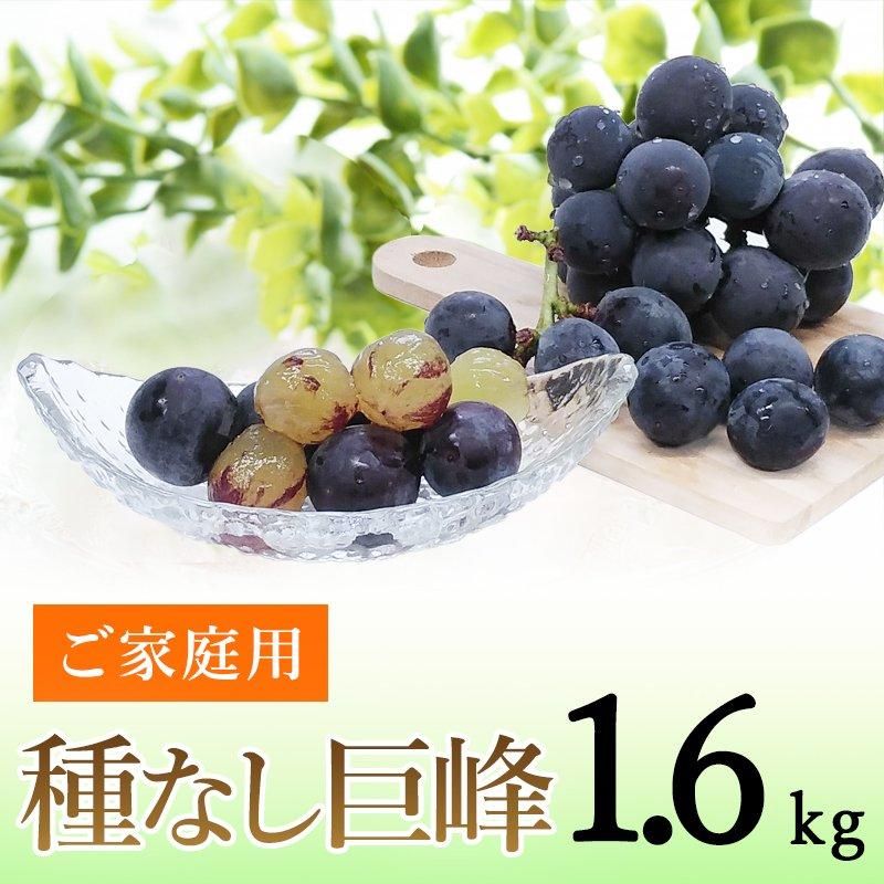 【朝採り】農家直送　種無しぶどう【ご家庭用】 小島ぶどう園 バラエティーセット 訳あり家庭用 朝採り 農家直送