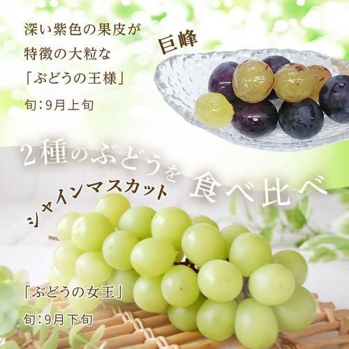 【ご家庭用】ぶどう定期便2回コース 食べ比べセット内容