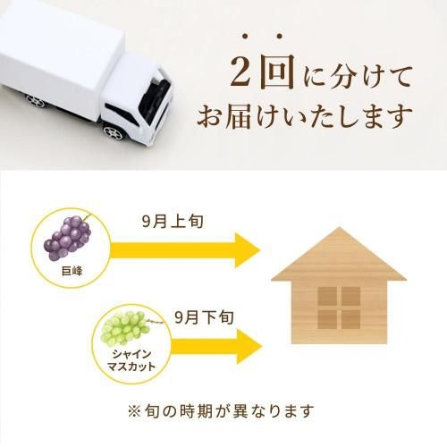 【ご家庭用】ぶどう定期便2回コース 食べ比べセットお届け時期