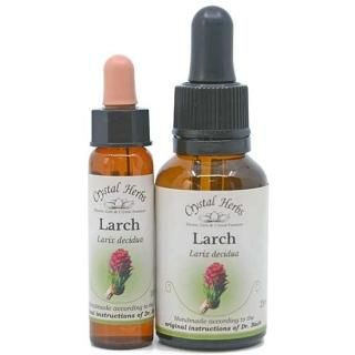 顼 [Larch]