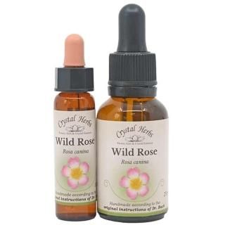 �磻��ɥ����� [Wild Rose]