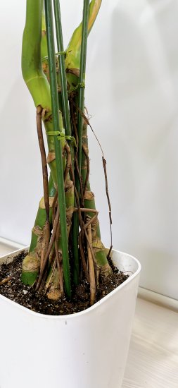 現品］モンステラ 幹立ち 観葉植物 室内 育てやすい ユニーク 根上り 陶器鉢 きやすく