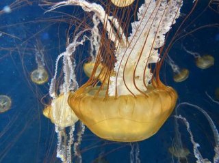 jellyfish