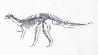 恐竜ステッカー　骨格　【フクイサウルス】