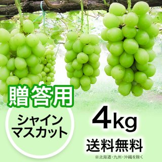 贈答用】ぶどう シャインマスカット 1kg | YazawaFarm公式オンライン