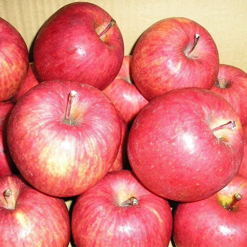 りんごページ Amazon.co.jp: 秋一番のりんご 高糖度 光センサー選果 りんご