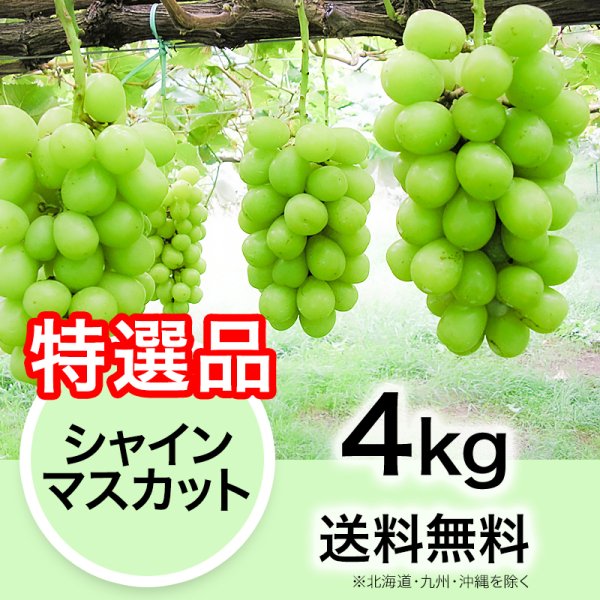 【特選品】ぶどう シャインマスカット 4kg | YazawaFarm公式オンラインショップ