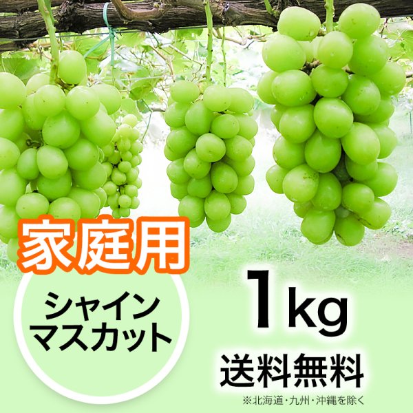 家庭用】ぶどう シャインマスカット 1kg | YazawaFarm公式オンラインショップ