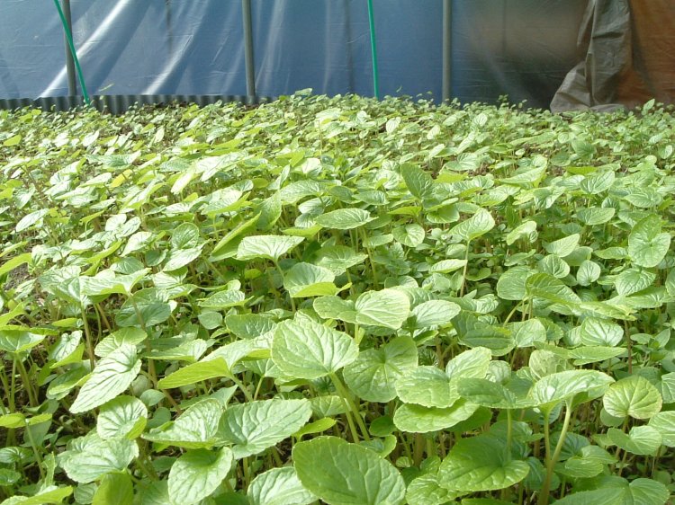 わさびの茎・苗・花 - わさびの門前 公式オンラインストア