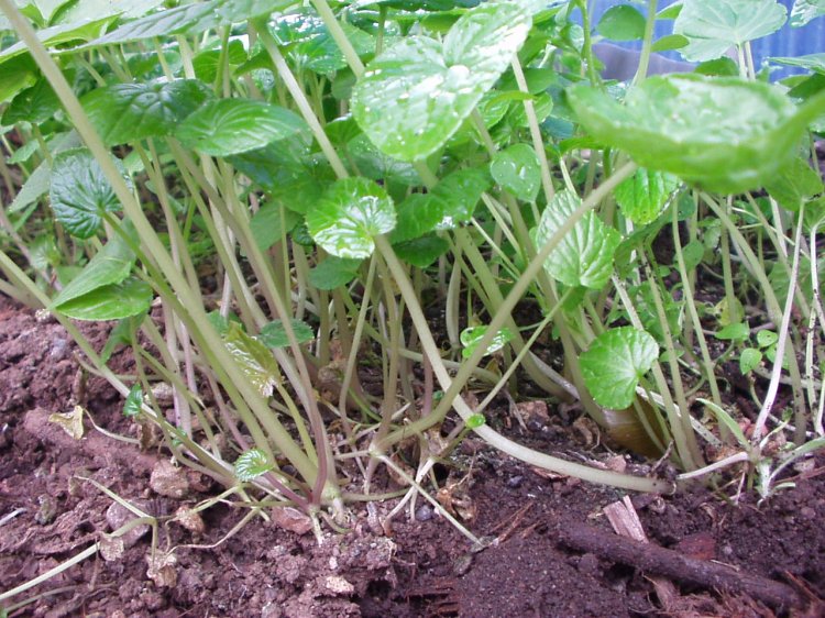 わさびの茎・苗・花 - わさびの門前 公式オンラインストア