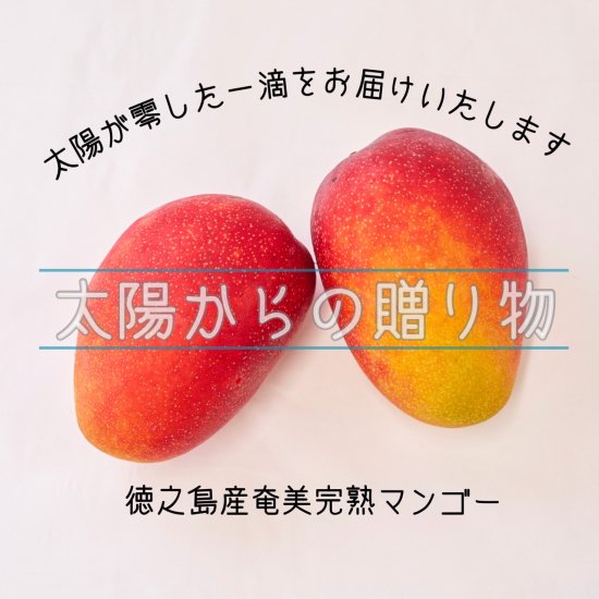 令和6年産「完熟マンゴー」(鹿児島県徳之島)化粧箱入り 約1kg - 南国やまみどり