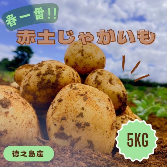 今季販売終了】 令和6年産 新じゃが「赤土じゃがいも」(鹿児島県徳之島)箱入り【3S～3L 5kg】 - 南国やまみどり